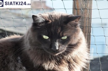 Siatki Boguszów-Gorce - Zabezpieczenie balkonu siatką - Kocia siatka - bezpieczny kot dla terenów Boguszowa-Gorców